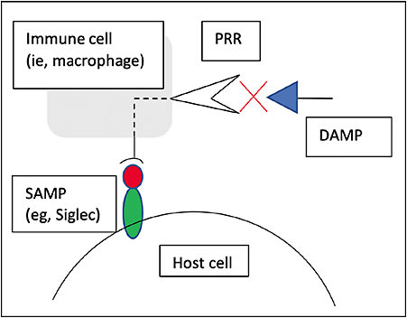 Figure 2. Self-associated molecular patterns (SAMPs), found on the surface of host (self) cells and self pattern-recognition receptors (SPRRs) as a family of sialic acid-binding immunoglobulin-type lectins (Siglecs), are responsible for opposing inflammatory cell activation by pattern-recognition receptors and represent the immune system’s predominant intrinsic mechanism for immune regulation. Siglecs recognize healthy host cells so that inflammation can resolve once the pathogen or damaged cells have been cleared by the immune system.