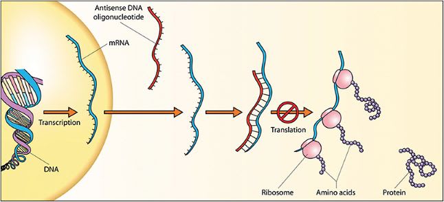 Figure 2. Antisense deoxyribonucleic acid (DNA) oligonucleotide. From https://capture.dropbox.com/YYZZJbmShdc4n2hV . Licensed for reuse.