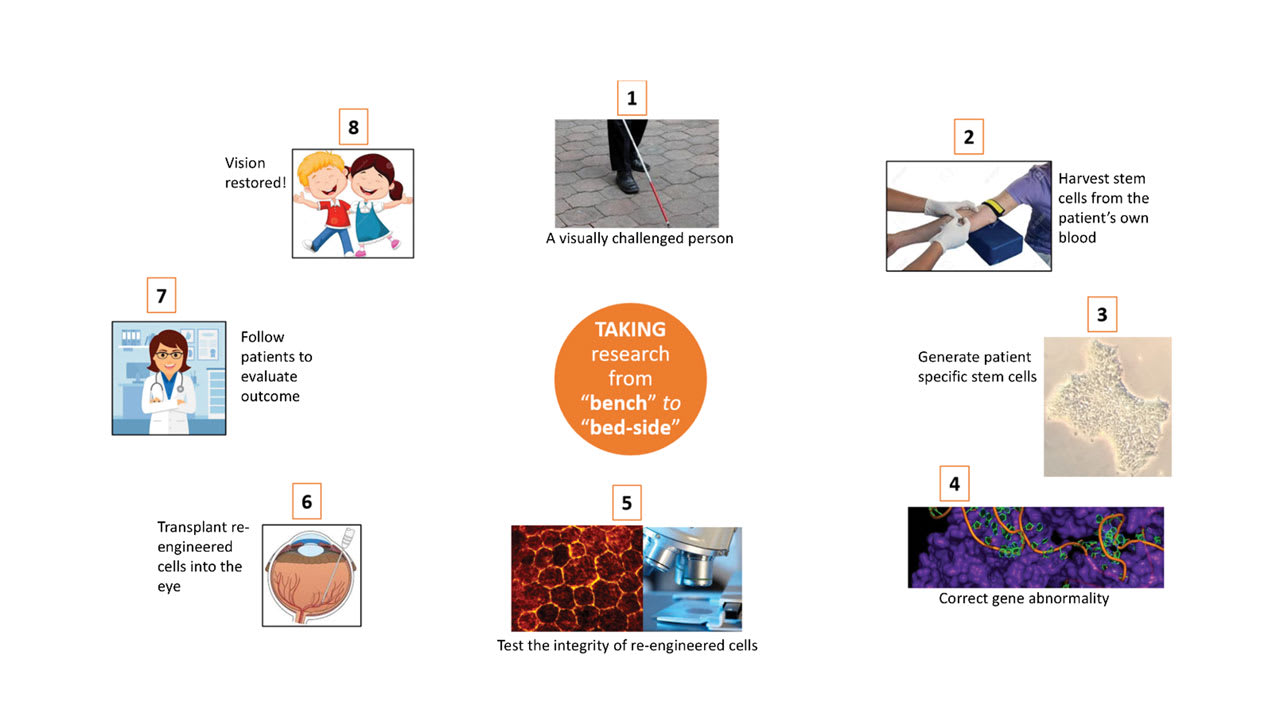 <p><strong>Figure 1. </strong>In patient-derived stem cell therapy, induced pluripotent stem cells are harvested and genetically corrected using CRISPR-based genome editing to repair disease-causing mutations. The cells are then differentiated and mature into retinal pigment epithelial (RPE) cells on a biodegradable scaffolding to be retransplanted into the patient&rsquo;s eye. <em>Image courtesy Ingrid U. Scott, MD, MPH.</em></p>