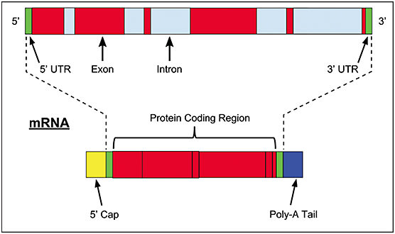 Figure 1. Pre-mRNA and mRNA. PRINTED WITH CREATIVE COMMONS LICENSE FROM HTTPS://COMMONS.WIKIMEDIA.ORG/WIKI/FILE:PRE-MRNA.SVG.