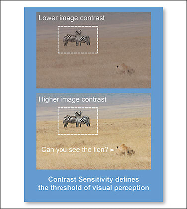 Figure 2. This set of images illustrates the impact of reduced contrast sensitivity on visual performance. In the first image, with reduced contrast, the bold stripes of the zebra (low spatial frequency, high contrast) are still obvious, but the finer and lower-contrast details of the grass and lion in the image are difficult to perceive until contrast is increased, as in the second image.