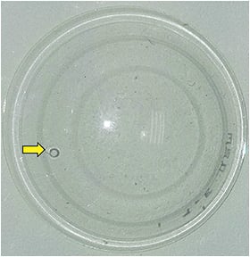 Figure 5. Fenestration (yellow arrow) and shadow behind. You can also see the shadows of the various curves of this four-zone design.