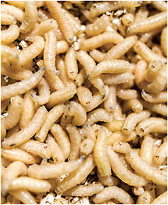 Maggots are often used medicinally. 
dima_pics/stock.adobe.com