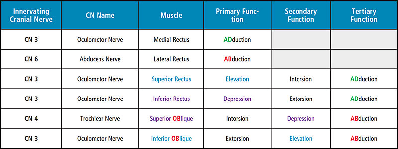 Figure 1. Six Extraocular Muscles and Functions