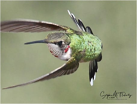 A ruby-throated hummingbird, one of thousands migrating south for the winter that flew through Rockport, TX, in September.IMAGES COURTESY SERGINA M. FLAHERTY, COMT, OSC