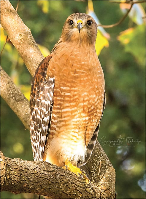 A red-shouldered hawk resting on its perch.