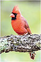 This picture of a cardinal (right) was selected as one of the designs for the 2020 National Wildlife Federation’s Trees for Wildlife card line.