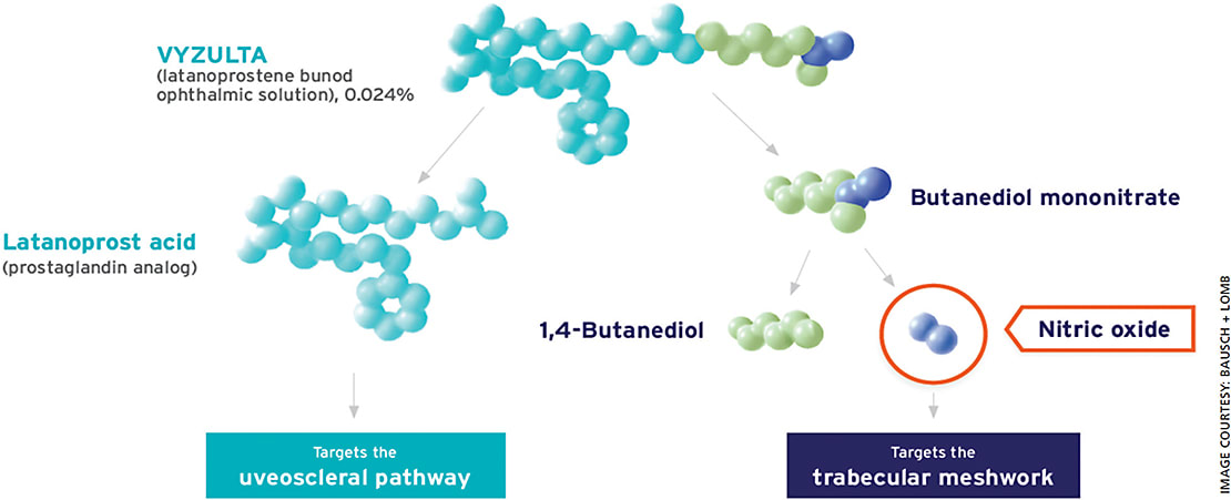 Figure 1. VYZULTA metabolizes into two moieties: latanoprost acid, which works primarily within the uveoscleral pathway to increase aqueous humor outflow, and butanediol mononitrate, which releases nitric oxide to increase outflow through the trabecular meshwork and Schlemm’s canal.