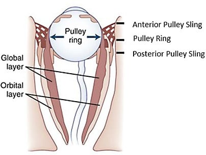 Figure 2. Diagrammatic representation of the structure of orbital connective tissues and their relationship to the fiber layers of the rectus extraocular muscles