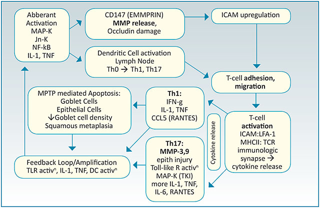 Figure 2. The immunopathophysiology of dry eye disease is an aberrant activation of our native defenses.