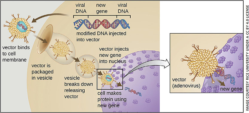 Figure. Gene therapy using an adenovirus vector can potentially be used as one-time treatment for certain genetic diseases.