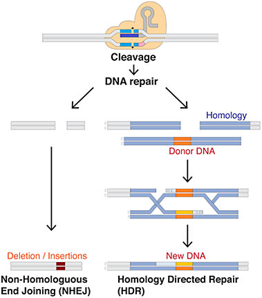 Figure 2. Illustration of gene editing. (Image courtesy Mariuswalter / CC BY-SA [https://creativecommons.org/licenses/by-sa/4.0])