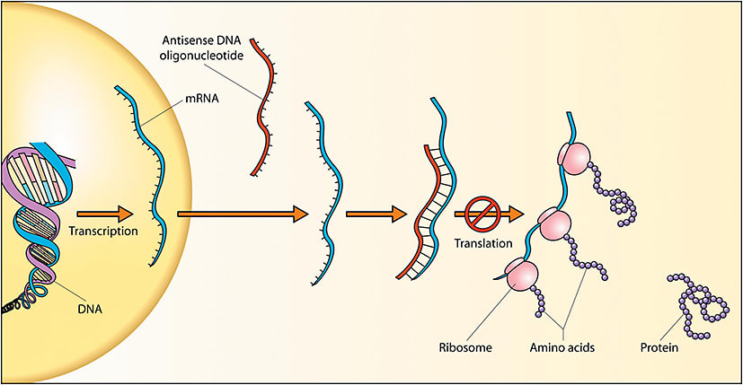 Figure 3. Antisense DNA oligonucleotide (Image courtesy Robinson R / CC BY [https://creativecommons.org/licenses/by/2.5])