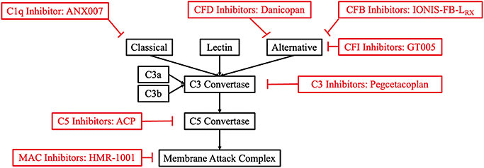 FIGURE. Therapeutic targets within the complement cascade