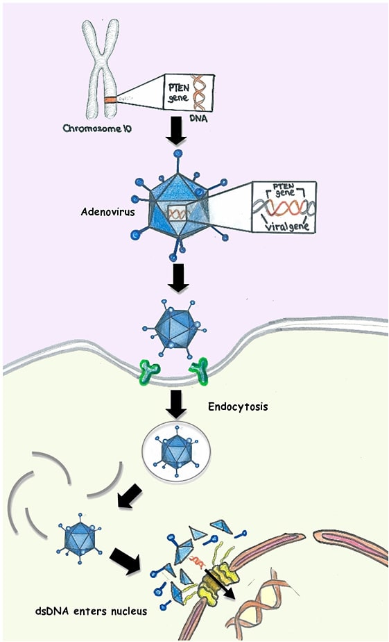 Figure 1. Adenovirus-mediated gene therapy (Image courtesy 331pten / CC BY-SA [https://creativecommons.org/licenses/by-sa/3.0])