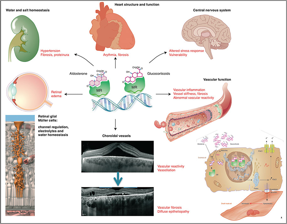 Figure 4. The mineralocorticoid hypothesis scheme. This figure recapitulates the various expressions of MR overactivations in different organs (adapted from Daruich et al5).