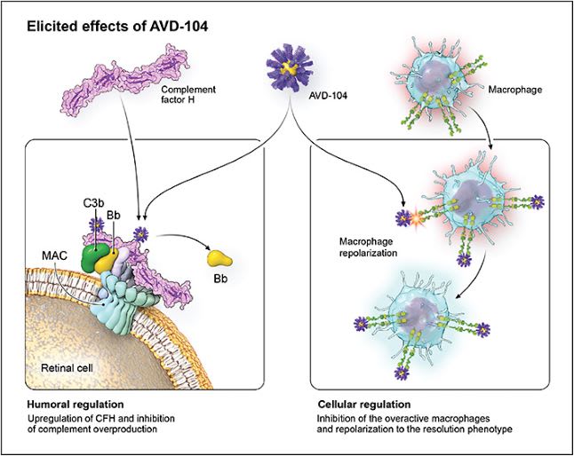 Figure 4. AVD-104 downstream effects on the 2 arms of the innate immune response. AVD-104 readily binds to complement factor H (CFH) via Siglec binding domains on the CFH protein. This strong binding to CFH leads to inhibition of the downstream complement cascade (eg, C3, C5) and regulates the humoral arm. In the cellular arm, AVD-104 binds Siglecs on activated macrophages to repolarize them from proinflammatory and proangiogenic M1/M2 phenotypes to the resolution phenotype.