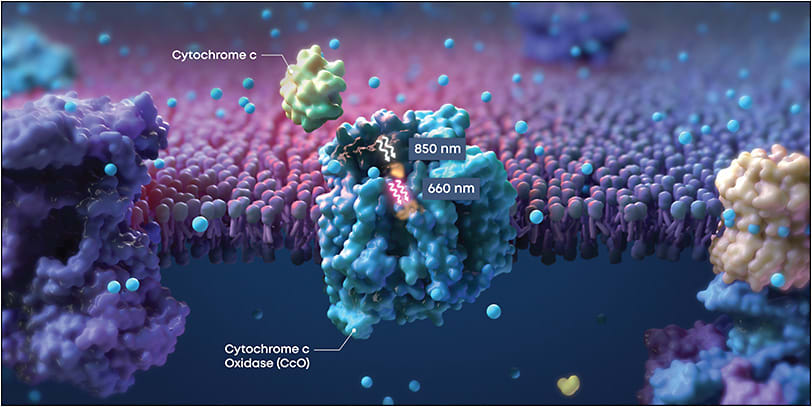 Figure 1. Photobiomodulation uses low-light to stimulate cellular function. At selected wavelengths (850 nm and 660 nm shown here), it directly stimulates mitochondrial function via the activation of cytochrome c oxidase (CcO). The activation of CcO leads to increased adenosine triphosphate production, reduction of reactive oxygen species, and increased antioxidant protection.