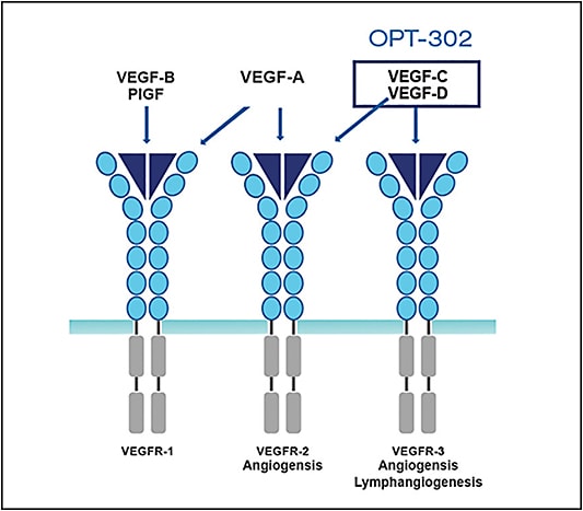 Figure 2. OPT-302 (Opthea), a soluble form of VEGF receptor 3.