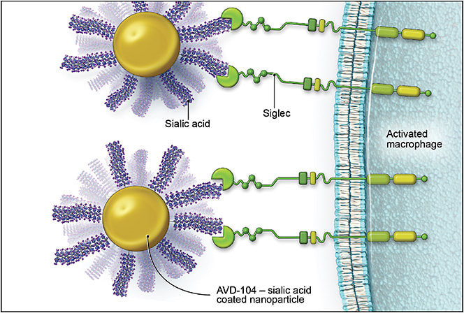 Figure 3. The AVD-104 mechanism of action. AVD-104 is a sialic acid–coated nanoparticle. Siglec receptors on activated macrophages bind to the sialic acids, repolarizing them to a resolution phenotype. In this way, AVD-104’s sialic acid–Siglec response inhibits macrophage overactivation.