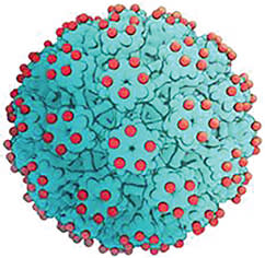 Figure 1. Aura Biosciences’ AU-011 viral drug conjugate.