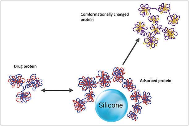 Figure 2. Illustration of possible interactions between proteins and silicone oil droplets. Drug proteins adsorb to and desorb from silicone oil droplets; some of the adsorbed proteins undergo conformational change.