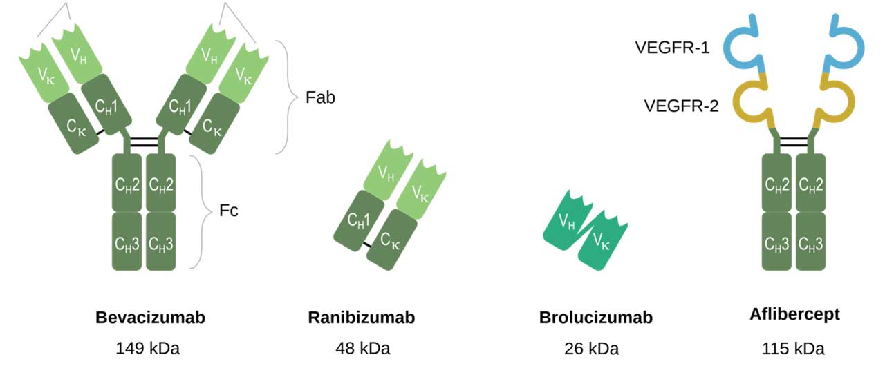 Figure 2.  The VEGF-A-inhibitors bevacizumab, ranibizumab, brolucizumab, and aflibercept. From: https://commons.wikimedia.org/wiki/File:VEGF-inhibitors_v.01.svg. Licensed for reuse under the Creative Commons Attribution-Share Alike 4.0 International license.