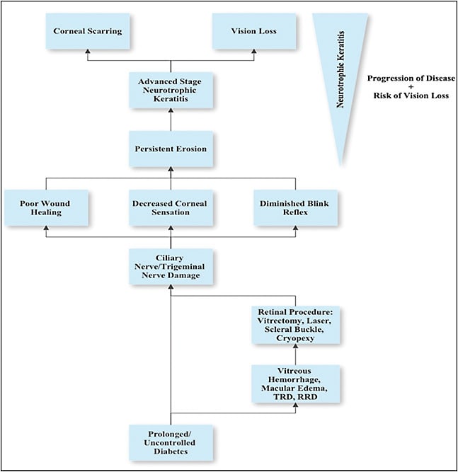 Figure 1. The relationship between diabetes and neurotrophic keratitis. Diabetic patients who have prolonged and/or uncontrolled disease are at risk of trigeminal nerve damage from diabetic neuropathy. Further damage to the ciliary nerve branches of the trigeminal nerve can occur with retinal procedures in patients with diabetes. This can subsequently lead to neurotrophic keratitis resulting in corneal scarring and permanent vision loss. TRD, tractional retinal detachment; RRD, rhegmatogenous retinal