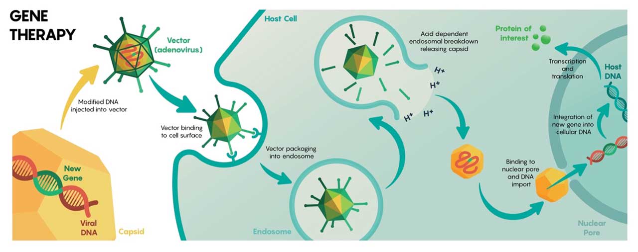 Figure 5.  Overview of adenovirus-mediated delivery of recombinant genetic material to host cells for endogenous expression of a desired protein. From: https://commons.wikimedia.org/wiki/File:Viral_mediated_delivery_of_genes_to_neurons_1.jpg. Licensed for reuse under the Creative Commons Attribution-Share Alike 4.0 International license.