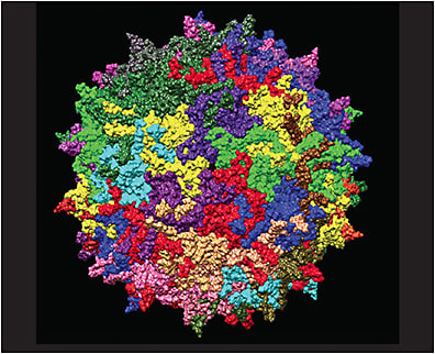 Figure 4. Adeno-associated virus serotype AAV2. From https://commons.wikimedia.org/wiki/File:Adeno-associated_virus_serotype_AAV2.jpg . Licensed for reuse.