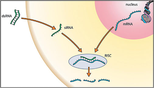Figure 1. Ribonucleic acid (RNA) interference. From: https://commons.wikimedia.org/wiki/File:RNAi.jpg . Licensed for reuse. dsRNA, double-stranded RNA; mRNA, messenger RNA; RISC, RNA-induced silencing complex; siRNA, silencing RNA.