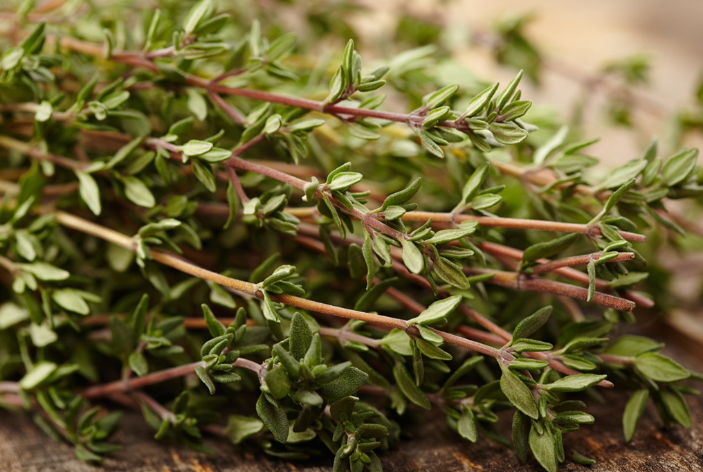 Thyme