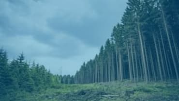 Forestry Outlook 2026: readiness, determination and a clearer case for forestry