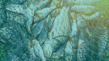 Fishing in the North east – overcoming the hurdles on the horizon