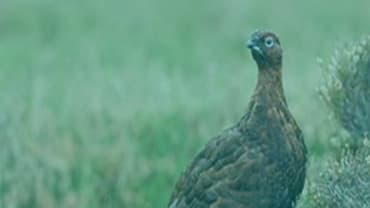 The Wildlife Management and Muirburn (Scotland) Bill