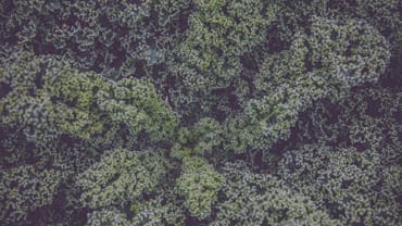 The Ecocide (Scotland) Bill: One step closer to a new offence for causing environmental harm