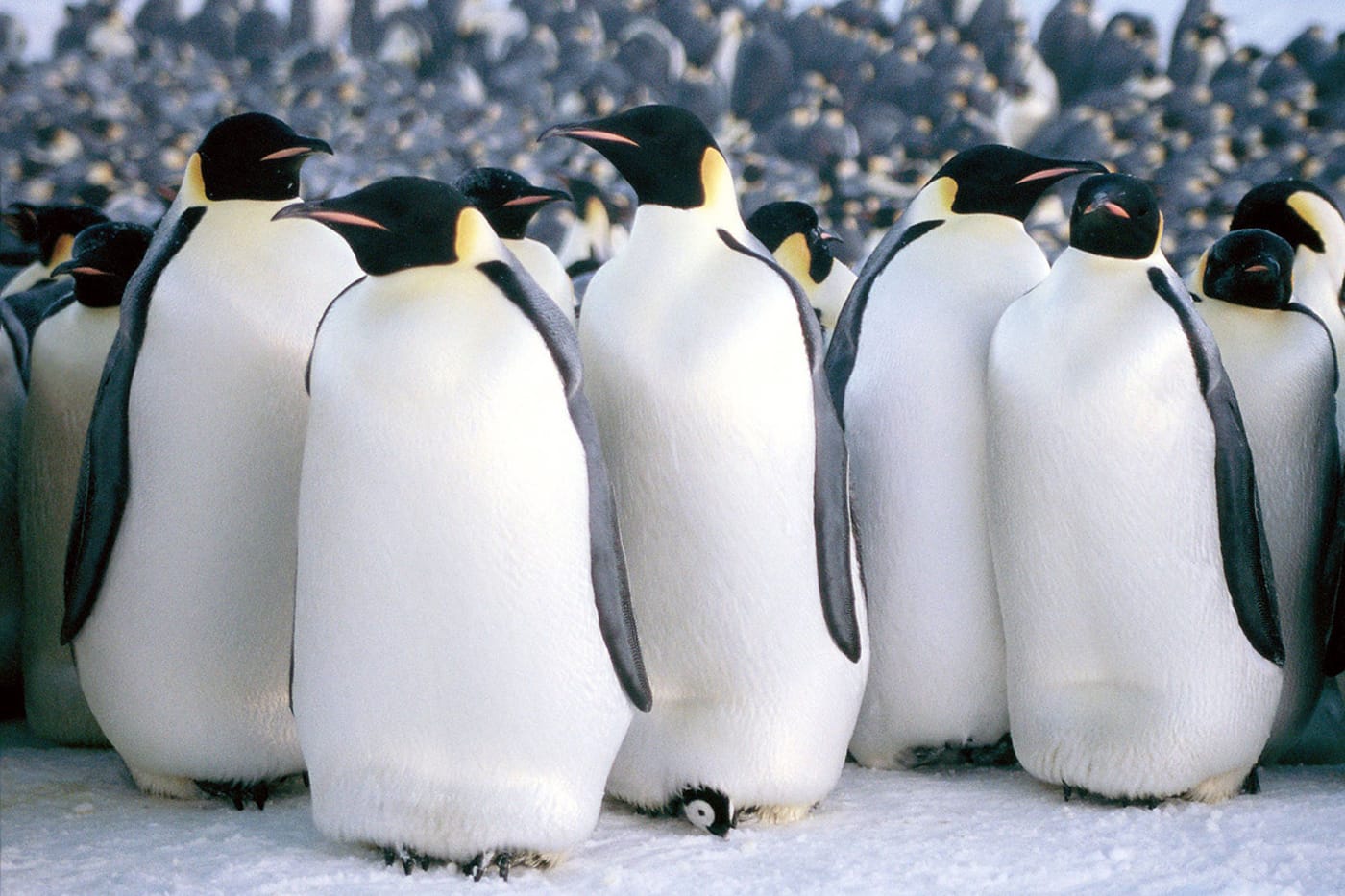 Docs 4 Tots | March of the Penguins