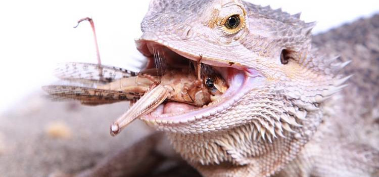 Bearded Dragon Live Food Diet Bearded Dragon Live Food Diet