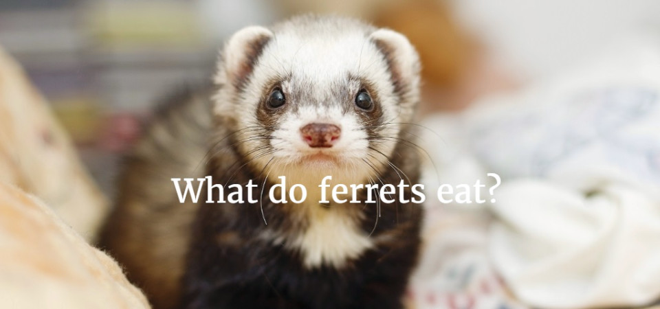 What do ferrets eat? The best food for 