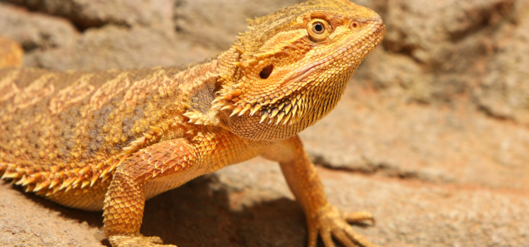 Bearded Dragon information and facts - ExoticDirect