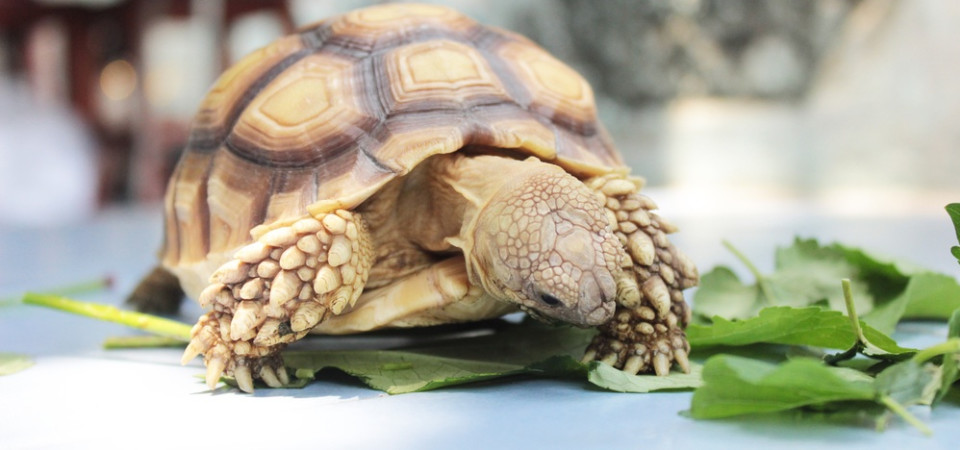 Sulcata Tortoise Diet Chart