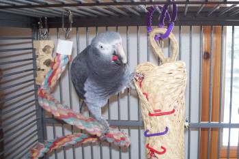 handmade parrot toys