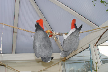 10 Ideas For Homemade Parrot Toys Exoticdirect