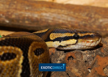 Feeding Royal (Ball) pythons - ExoticDirect