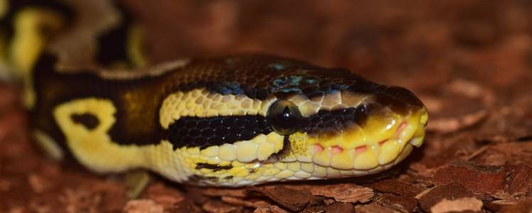 Royal (Ball) pythons as pets and what setup you need - ExoticDirect