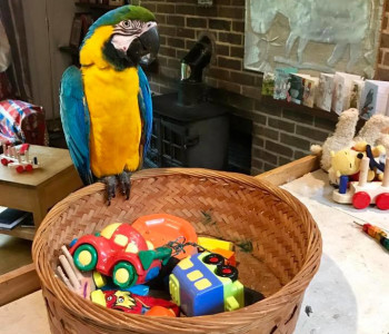 10 Ideas for homemade parrot toys - ExoticDirect