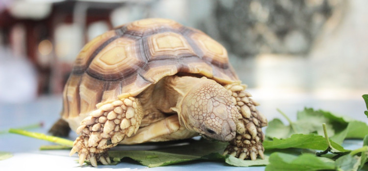 tortoise supplements