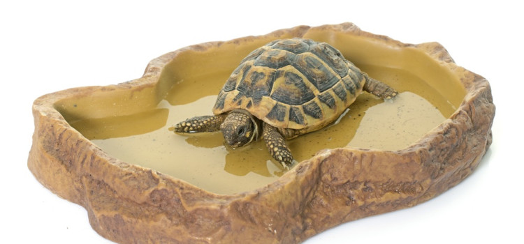 tortoise supplements