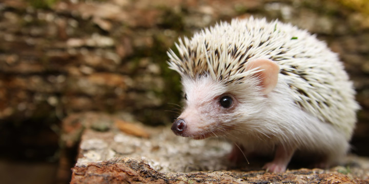Pygmy Hedgehog Insurance ExoticDirect