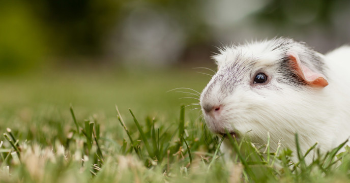 Guinea Pig Insurance ExoticDirect